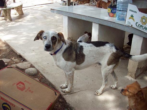 bowie,con osteodistrofia,adopcion urgente