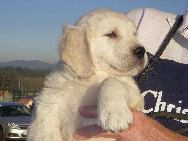 cachoors golden retriever