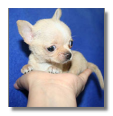 cachorros chihuahuas Disponible Ahora