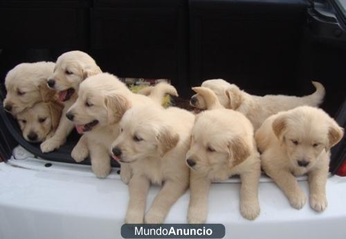 cachorros de golden retriever