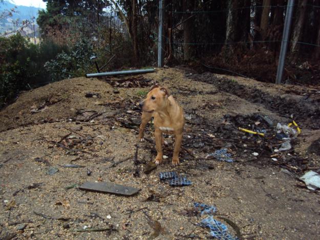 Camada Pit Bull ADBA