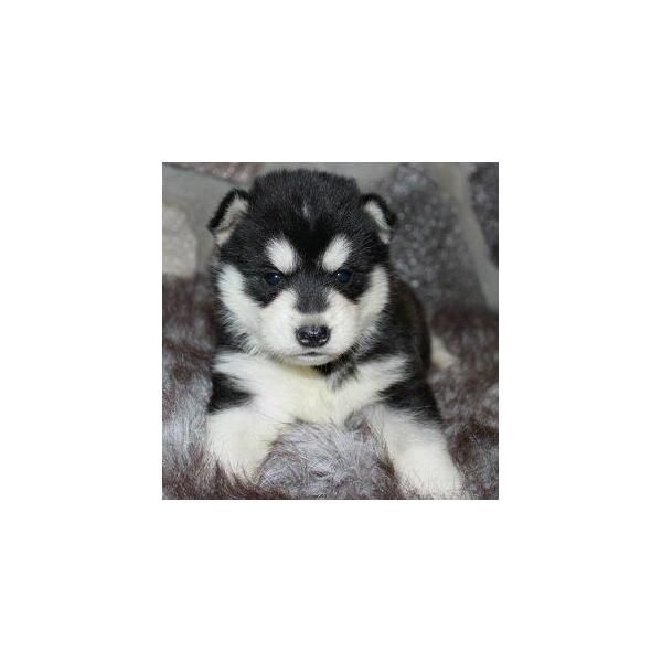 Estamos buscando foros familia cariñosa para nuestros cachorros Siberian Husky