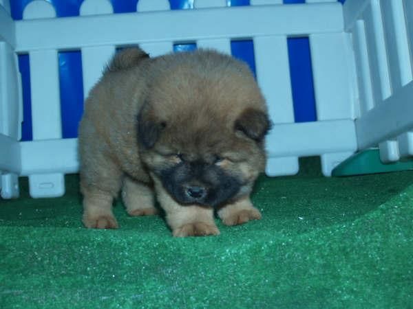 Fantasticos cachorros de Chow-chow