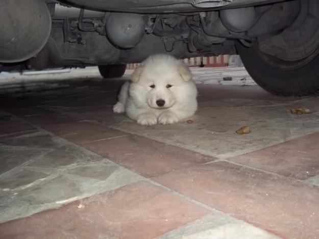 Lindo cachorrito de SAMOYEDO, TIPO OSO.