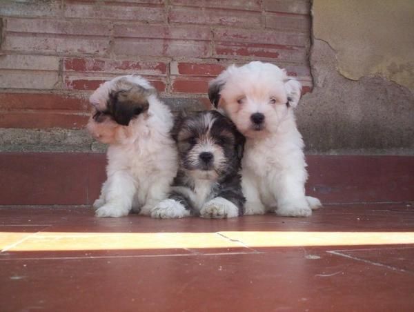 Perros pequeños y medianos  Cocker, Bichón Frise, Jack Russell, Kyi Leo, Lhasa Apso, Scotisch Terrier, Westhiglan Terrie