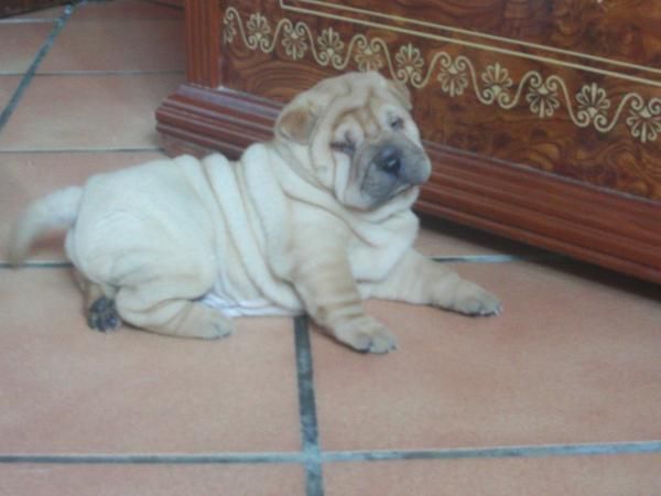 SE VENDE SHAR PEI PRECIOSO PARA REYES