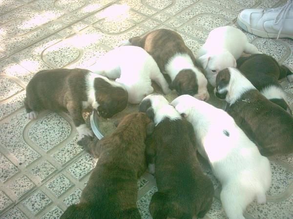 Se venden cachorritos boxer