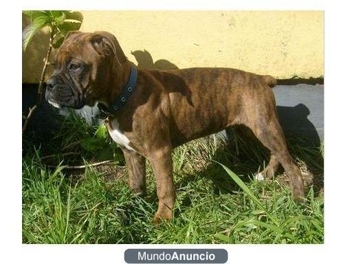 Vendo cachorro de boxer con 7 meses