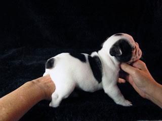 2 cachorros de Bulldog Frances regalo