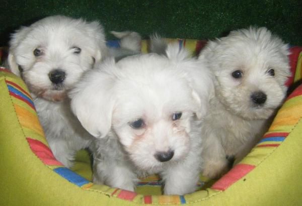 Bichon maltes, adorables y cariñosos cachorros