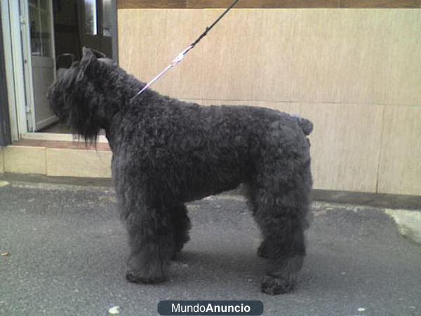 Bouvier de Flandes