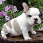 Bulldog frances cachorros - mejor precio | unprecio.es