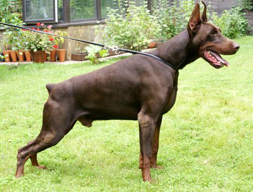 Cachorros Dobermann