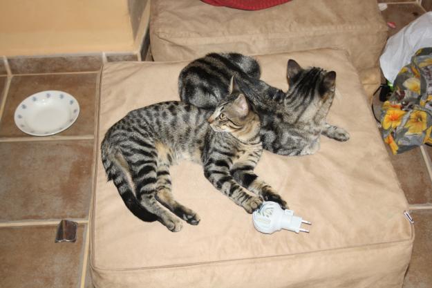 Dale un buen hogar a kitten: gatito de 7 meses atigrado, muy guapete, muy afectivo.