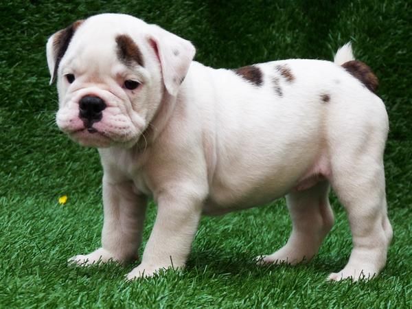 Excelentes cachorros de bulldog ingles con pedegree