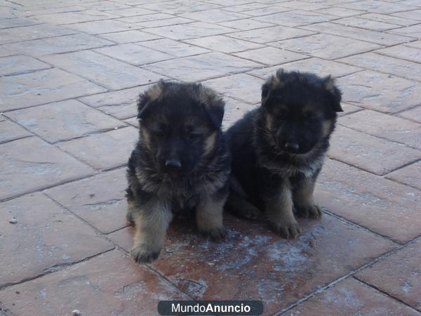 EXCELENTES CACHORROS PASTOR ALEMAN NEGRO FUEGO LEGITIMOS