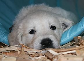 Golden retriever de VillaCarsan