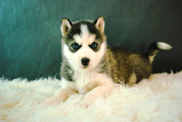 husky siberianos con 2 meses preciosos ejemplares