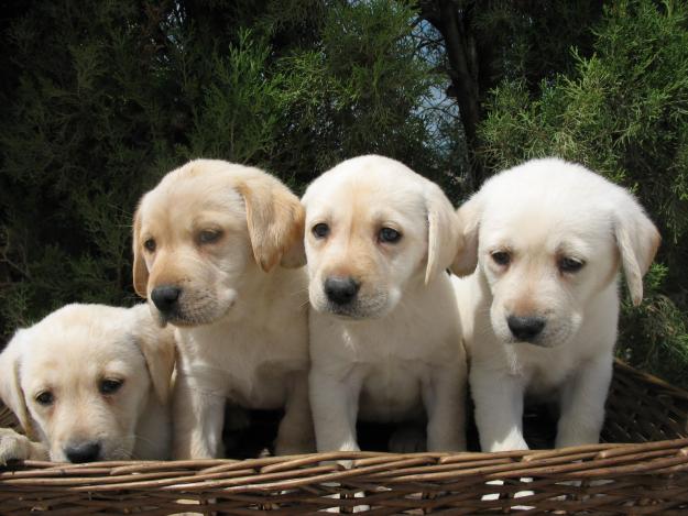 LABRADORES NEGROS Y DORADOS 190€