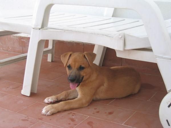 Luci, cachorrita de 3 meses