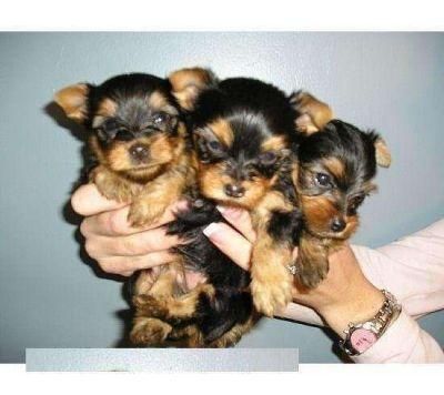 Pequeñas cachorro Yorkie