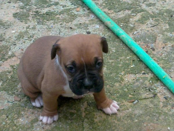 se venden 2 hembras de boxer