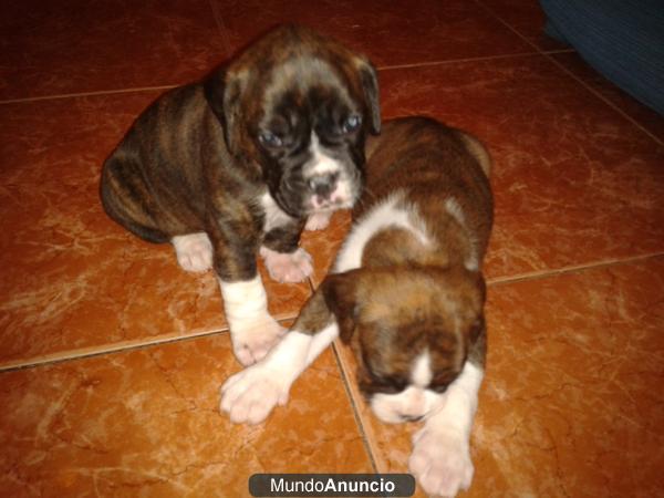 Vendo cachorros de boxer muy bonitos