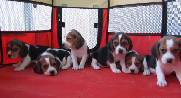 Beagles fantastica camada lista para entregar.