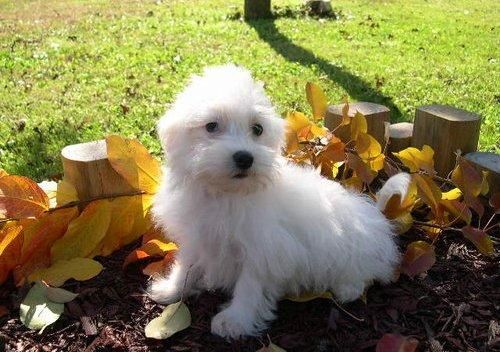 Cachorro Bichón Habanero