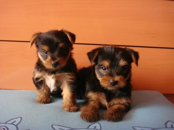 hembrita toy de yorkshire terrier