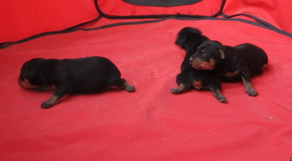 Pinscher miniatura cachorros nacionales