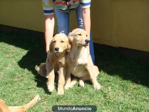 Regalo    CACHORRAS GOLDEN RETRIEVER00000002