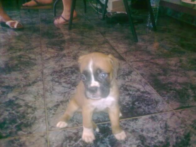 cachorra de boxer