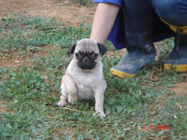 CACHORROS DE CARLINO 550