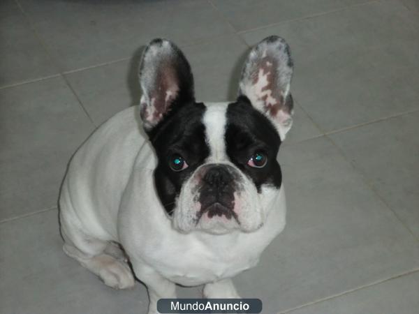 HEMBRA DE BULLDOG FRANCES BUSCA MACHO PARA MONTA!!!URGENTE!!!