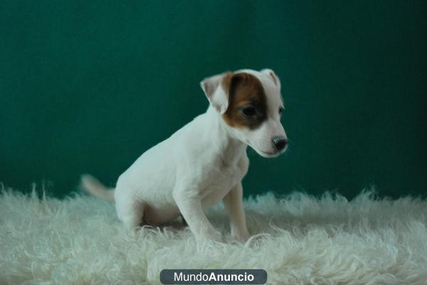 jack rusell terrier de pata corta, ejemplares de calidad,fotos reales