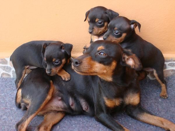 VENDO CACHORROS PINCHER MINIATURA