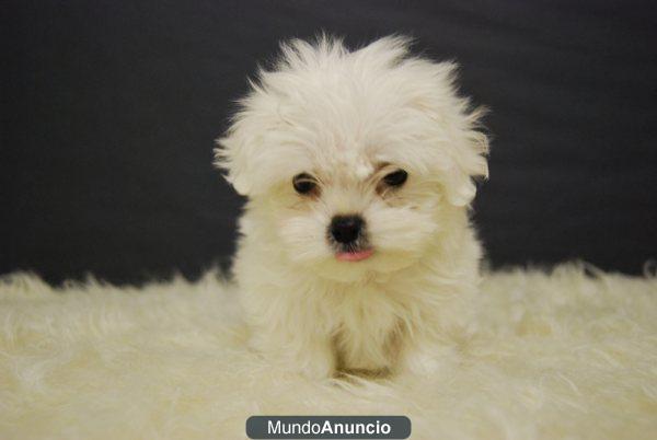 Bichon Malteses Preciosos Cachorros mUY blancos