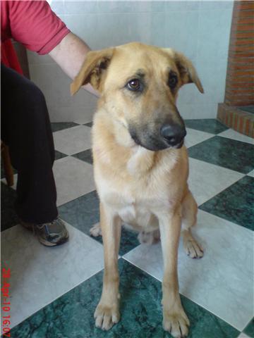 bruno,lo quieren matar a tiros,adopcion