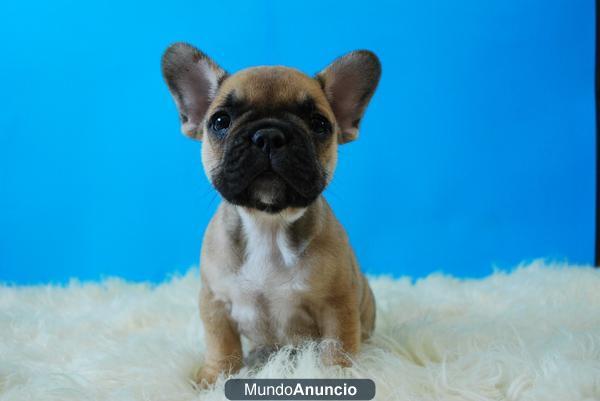 Cachorros de Bulldog frances Fawn o marron, perritos de primera calidad, Fotos de los cachorros actuales, www.doogs.es