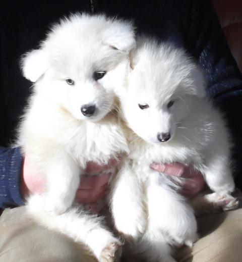 cachorros de samoyedo