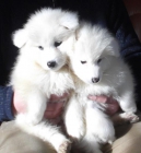 cachorros de samoyedo - mejor precio | unprecio.es