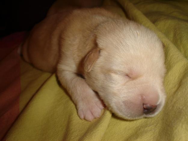 Cachorros recién nacidos