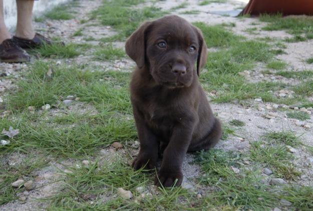 Camada de Labrador Retriever en color chocolate con LOE 450 Eur.