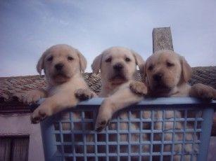 excelente camada de labrador retriever