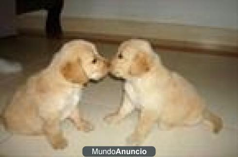 Golden retriever cachorros,.