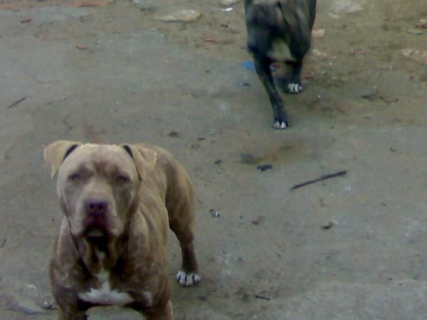 PROXIMA CAMADA PITBULL AMERICANOS