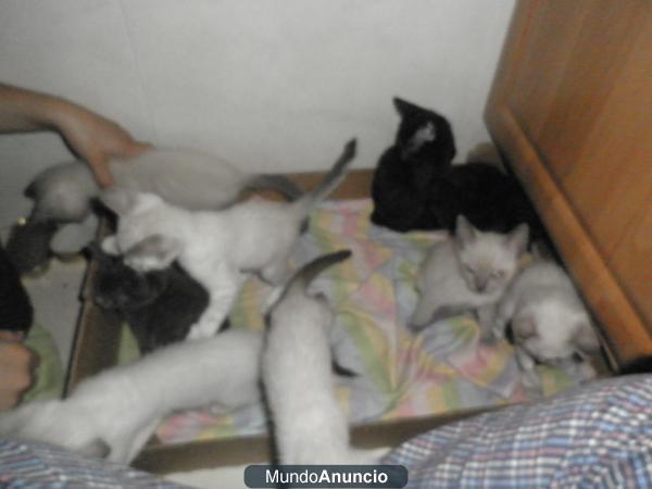 Se regalan gatitos!!!