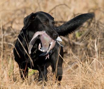 vendo , labrador cazando perfectamente, en puesto y a la mano