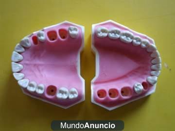 Vendo tipodonto Frasaco de adultos perfecto estado